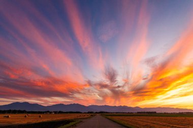 Güzel gün batımı ve buğday tarlası