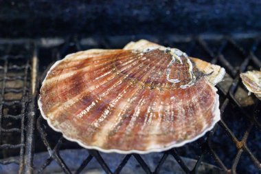 Akkesi Japonya 'da nefis deniz tarağı 