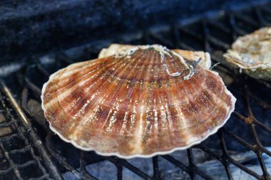Akkesi Japonya 'da nefis deniz tarağı 