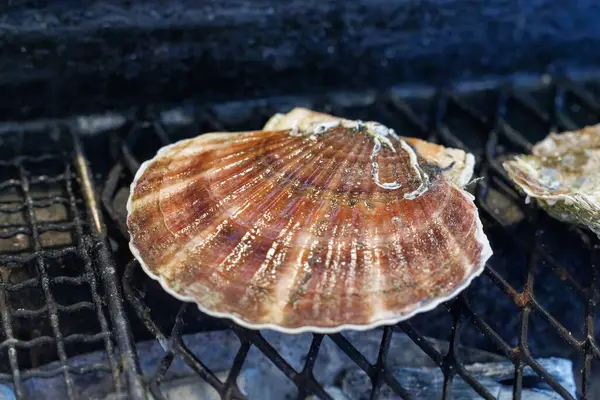 Akkesi Japonya 'da nefis deniz tarağı 