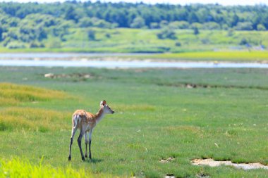 Geyik yazın Nemuro Hokkaido