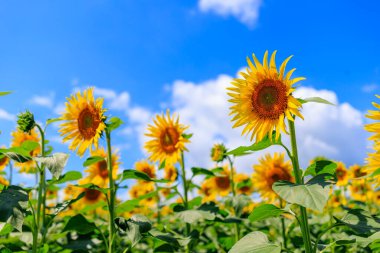 Ayçiçeği tarlası ve mavi gökyüzü