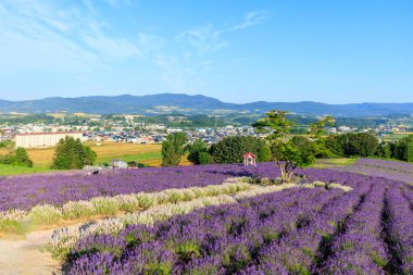 Kamifurano Hokkaido 'daki lavanta tarlası