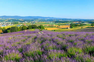 Kamifurano Hokkaido 'daki lavanta tarlası