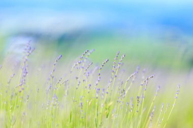 Furano hokkaido 'da lavanta çiçeği