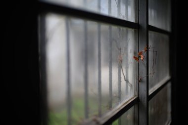 Sado adasındaki eski pencere