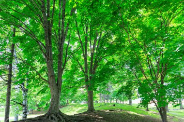 Güzel taze yeşillikleri olan bir park.