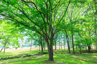 Güzel taze yeşillikleri olan bir park.