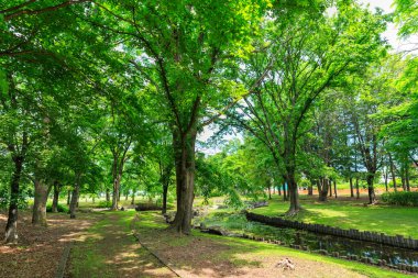 Güzel taze yeşillikleri olan bir park.