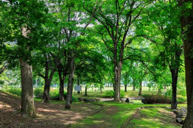 Güzel taze yeşillikleri olan bir park.