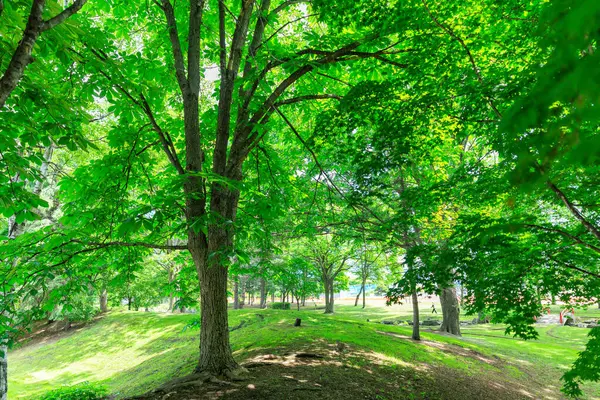 Güzel taze yeşillikleri olan bir park.