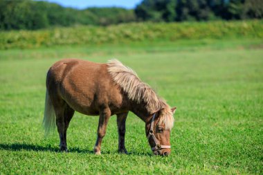 Yeşil otlakta minyatür at