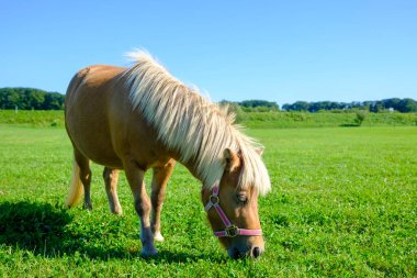 Yeşil otlakta minyatür at