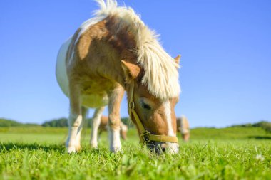 Yeşil otlakta minyatür at
