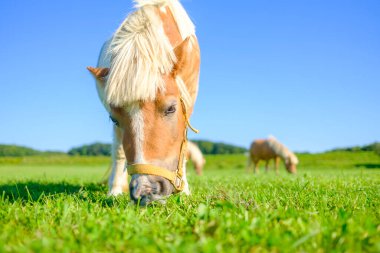 Yeşil otlakta minyatür at