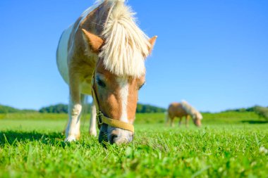 Yeşil otlakta minyatür at