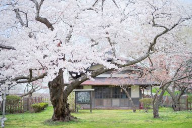 matsumae kalesi ve kiraz çiçekleri