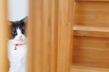 Kedi boşluktan gizlice bakıyor.