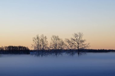 Soğuk sis ve ölü ağaç Kış sabahı