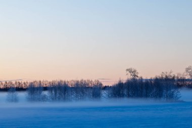 Soğuk sis ve ölü ağaç Kış sabahı