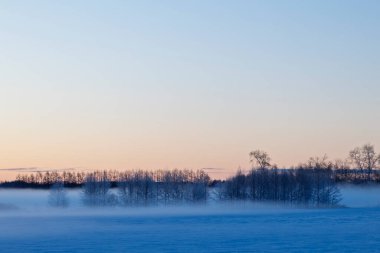Soğuk sis ve ölü ağaç Kış sabahı