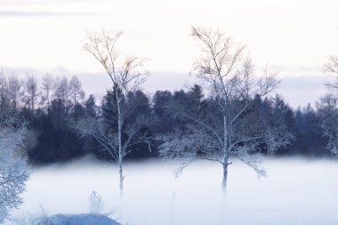 Soğuk sis ve ölü ağaç Kış sabahı
