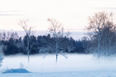 Soğuk sis ve ölü ağaç Kış sabahı