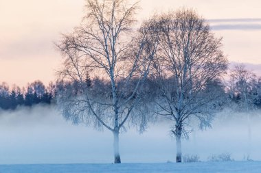 Soğuk sis ve ölü ağaç Kış sabahı
