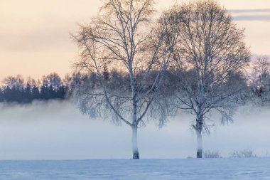 Soğuk sis ve ölü ağaç Kış sabahı