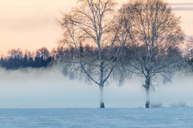 Soğuk sis ve ölü ağaç Kış sabahı