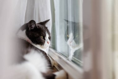 Pencerenin yanında bir kedi