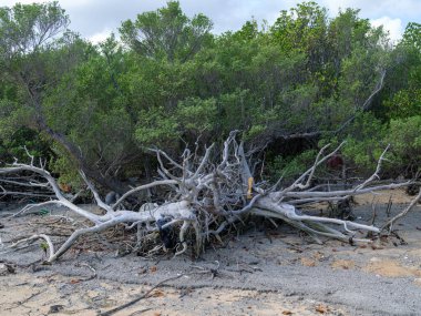 İriomote adasındaki mangrov ormanı.