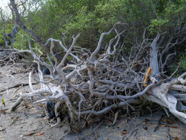 İriomote adasındaki mangrov ormanı.