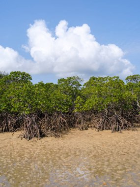 İriomote adasındaki mangrov ormanı.