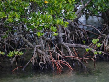 İriomote adasındaki mangrov ormanı.