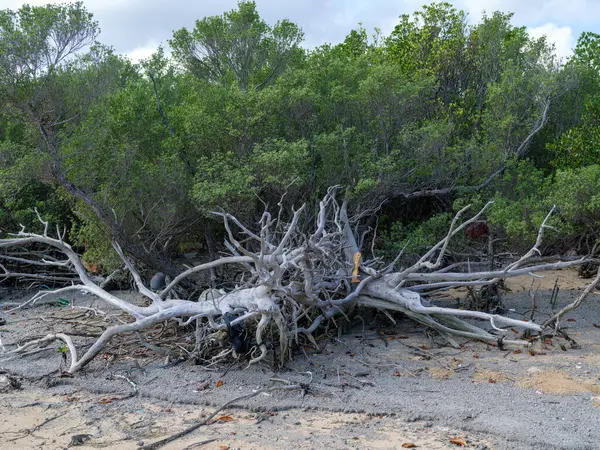 İriomote adasındaki mangrov ormanı.