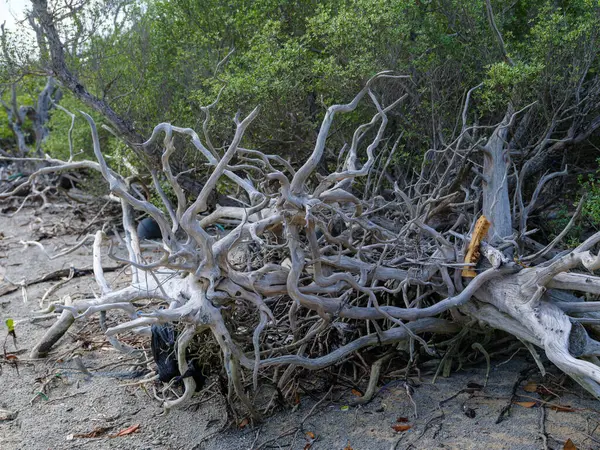 İriomote adasındaki mangrov ormanı.