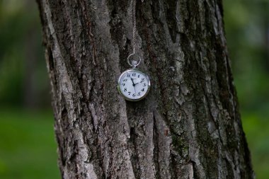 Ağaç kabuğu ve cep saati