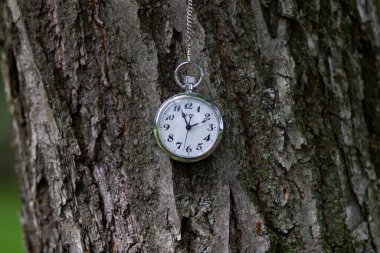 Ağaç kabuğu ve cep saati