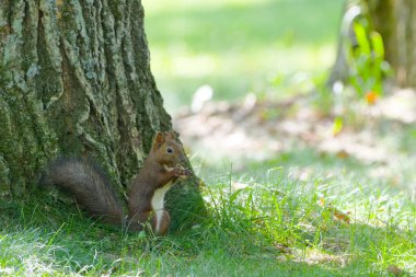 Yazın bir sincap Hokkaido