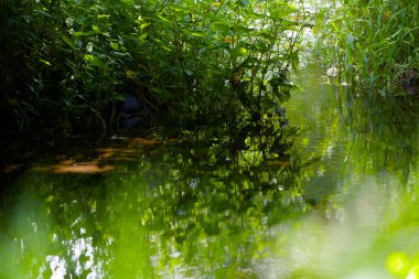 Yeşil orman su yüzeyine yansıyor.