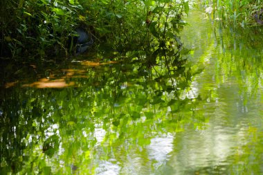 Yeşil orman su yüzeyine yansıyor.