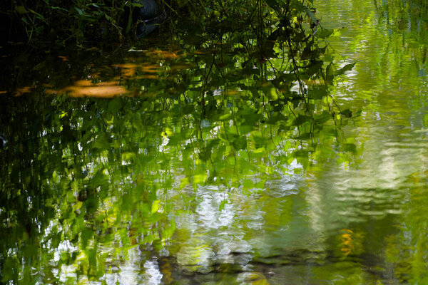 Green forest reflected on the water surface