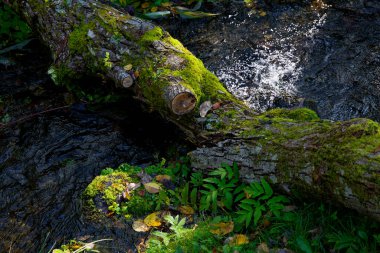 Yazın güzel bir nehir Hokkaido