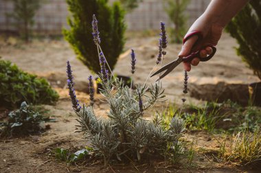 Kokulu yağ için büyüyen ve budanan lavantalar. Yüksek kalite fotoğraf
