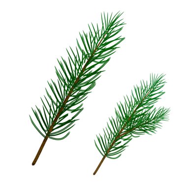 Köknar ağacı dalı izole edilmiş vektör illüstrasyonu