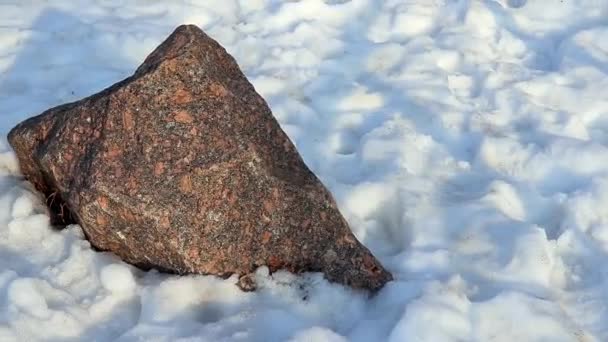 Βράχοι Στο Χειμερινό Δάσος — Αρχείο Βίντεο