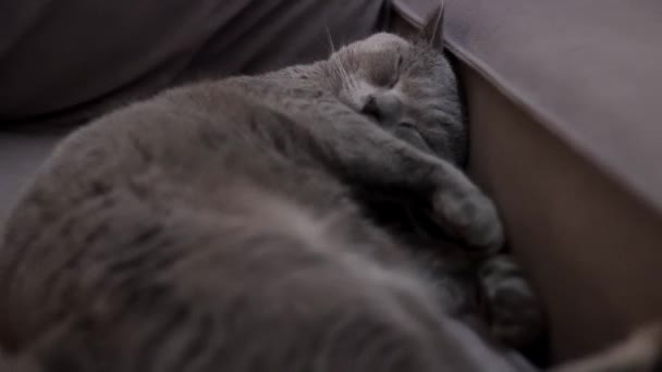 Katten Sover Bredvid Soffan — Stockvideo