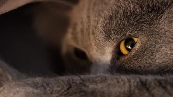 Katten Tittar Fjärran — Stockvideo