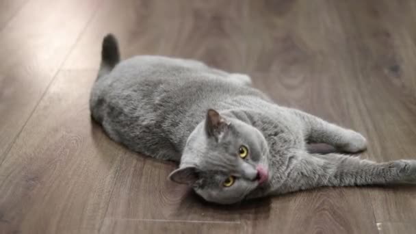 Lekfull Katt Ligger Golvet — Stockvideo